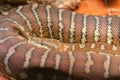 Close up view of a Centralian carpet python or Morelia bredli in Australia Royalty Free Stock Photo