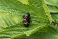 Close up view of Cercopis sanguinolenta perched on a green leaf