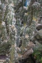 Cereus peruvianus cactus plant Royalty Free Stock Photo