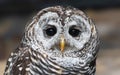 Close-up view of a Chaco Owl Royalty Free Stock Photo