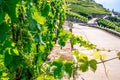 Close-up view of Chasselas grapevine with green leaf and terraced vineyards in background in Lavaux Switzerland