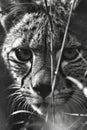 A close-up view of a cheetah in black and white, highlighting its distinctive markings Royalty Free Stock Photo