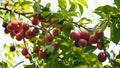 A close-up view of cherrie plums on a tree branch, highlighted by sunlight filtering through the leaves suitable for educational