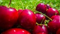 Close-up view of cherries harvest lying on green grass in garden. The concept of healthy food, vitamins, agriculture