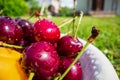 Close-up view of cherries harvest lying on green grass in garden. The concept of healthy food, vitamins, agriculture