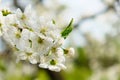 A close-up view of cherry blossoms blooming against the skys backdrop