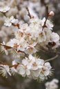 Close up view on cherry branches with white blossoms on blurred background vertical Royalty Free Stock Photo