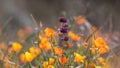 Close up view of Chia Salvia purple wild flowers between California Poppy flowers