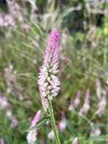 Close up view of chicken\'s comb flower (celosia) in the afternoon Royalty Free Stock Photo