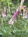 Close up view of chicken\'s comb flower (celosia) in the afternoon Royalty Free Stock Photo