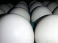 Close up view of Chicken white eggs in carton box Royalty Free Stock Photo