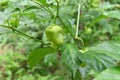 A chili fruit which is one of the hottest chili varieties known as the Nai Miris