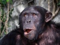 Close up view of Chimpanzee