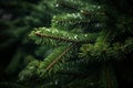 a close up view of a christmas tree with water droplets on it Royalty Free Stock Photo