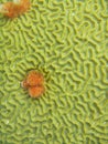 Christmas tree worms on giant brain coral