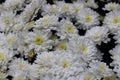 Close-up view of white chrysanthemums, autumn flowers in bouquet Royalty Free Stock Photo