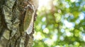 Close Up View Of A Cicada Clinging To The Bark Of A Tree, Rough Texture Of The Bark With Intricate Patterns Royalty Free Stock Photo
