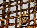 Close up View of a Cicada Insect Camouflage by Hiding in an Old a BBQ Grill Grate. Macro Photography.
