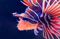 Close-up view of a Clearfin Lionfish