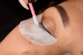 close-up view of closed eye of female and beautician spreads eyelashes with cotton swab Royalty Free Stock Photo