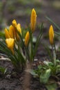 Closed crocus flowers with leaves Royalty Free Stock Photo