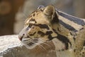 Close up view of a Clouded Leopard Royalty Free Stock Photo