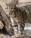 Close up view of a Clouded Leopard Royalty Free Stock Photo