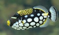 Close-up view of a Clown triggerfish