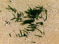 Strap caulerpa at low tide