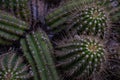 Close up view of clumping groups of tichocereus huascha cactus, also called echinopsis, in the family cactaceae