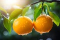 Close-up view of cluster of fully ripened oranges hanging from tree branch on fruit tree Royalty Free Stock Photo