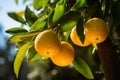 Close-up view of cluster of fully ripened oranges hanging from tree branch in organic orchard