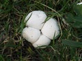 Clustered Common White Puffball fungus