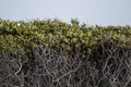 Cistus salviifolius bush