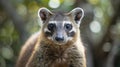 Close up view of a Coati, also known as coatimundis. Generative Ai Royalty Free Stock Photo