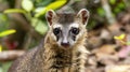 Close up view of a Coati, also known as coatimundis. Generative Ai Royalty Free Stock Photo