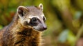 Close up view of a Coati, also known as coatimundis. Generative Ai Royalty Free Stock Photo