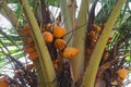 Close-up view of coconut trees with bunches and orange fruits hanging from the tree Royalty Free Stock Photo