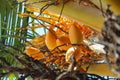 Close-up view of coconut trees with bunches and orange fruits hanging from the tree Royalty Free Stock Photo