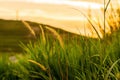 Close-up view of Cogon grass in a meadow creates a calming background
