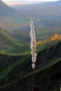 Close up view of cogon grass with a valley in the background Royalty Free Stock Photo
