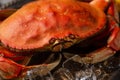 Close-up view of coked crab with ice cubes. Macro photo. Seafood concept. Delicious meal. Traditional Thai dish