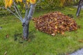 Close up view of collected heap of fallen leaves on autumn sunny day in garden.