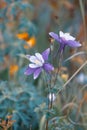 Close up view of Colorado\'s state flower Blue Columbine in the wildflower meadow