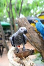 Close up view of Colorful Amazon Macaw Bird