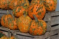 Close up view of colorful autumn season warty pumpkins Royalty Free Stock Photo