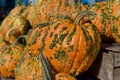 Close up view of colorful autumn season warty pumpkins Royalty Free Stock Photo