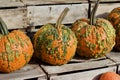 Close up view of colorful autumn season warty pumpkins Royalty Free Stock Photo