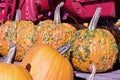 Close up view of colorful autumn season warty pumpkins Royalty Free Stock Photo