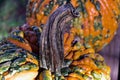 Close up view of colorful autumn season warty pumpkins Royalty Free Stock Photo